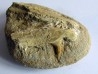 enchodus lybicus (3)