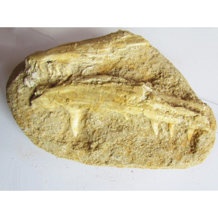 enchodus lybicus (3)