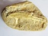 enchodus lybicus (3)
