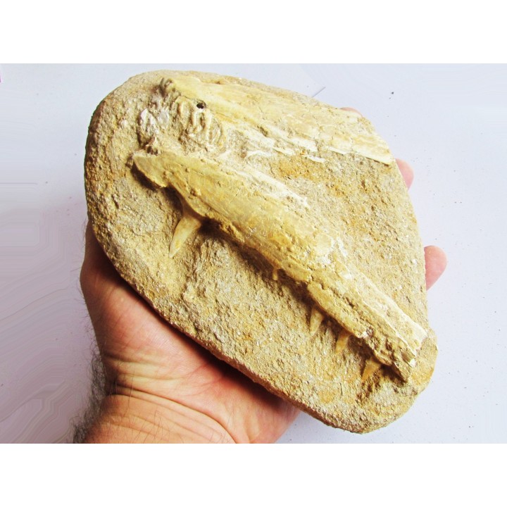 enchodus lybicus (3)