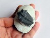 Coltraneia oufatenensis (1)