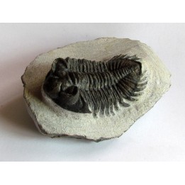 Coltraneia oufatenensis (2)