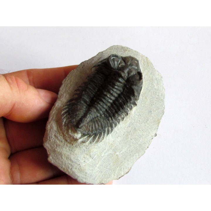 Coltraneia oufatenensis (2)