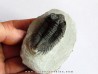 Coltraneia oufatenensis (2)