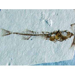 GASTEROTEUS STICKLEBACK (4)