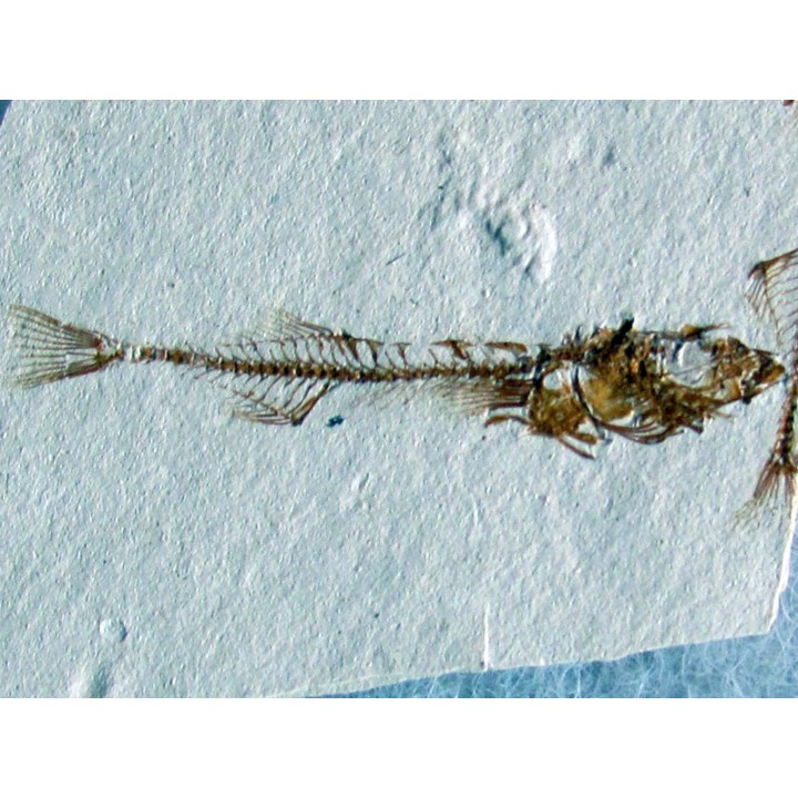 GASTEROTEUS STICKLEBACK (4)