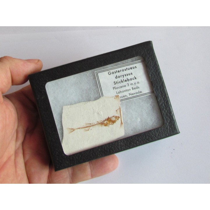 GASTEROTEUS STICKLEBACK (4)