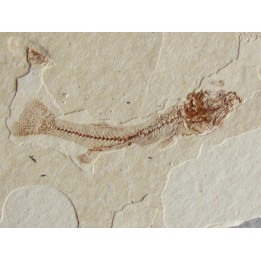 FUNDULUS NEVADENSIS (1)