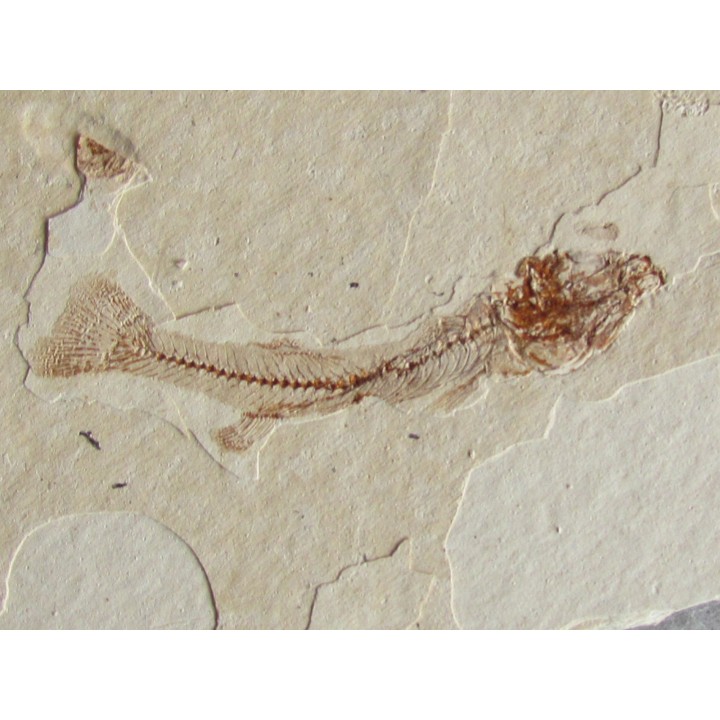 FUNDULUS NEVADENSIS (1)