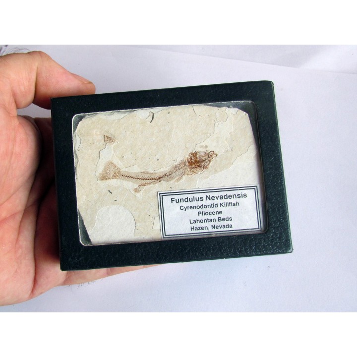 FUNDULUS NEVADENSIS (1)