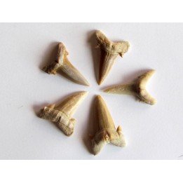 set of 5 CARCHARIAS TWIGGSENSIS (10)
