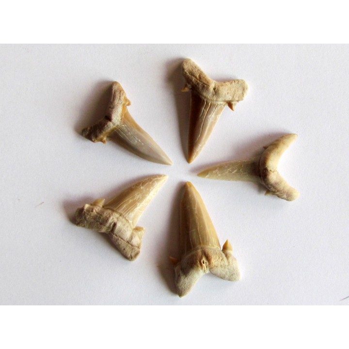set of 5 CARCHARIAS TWIGGSENSIS (10)