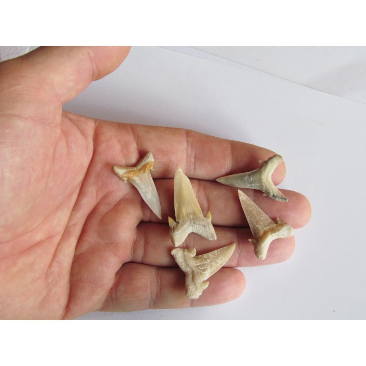 lot de 5 CARCHARIAS TWIGGSENSIS (10)