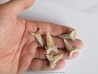 set of 5 CARCHARIAS TWIGGSENSIS (10)