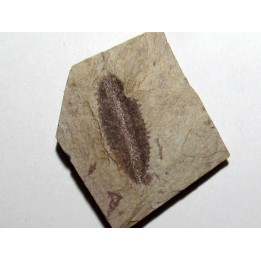 Phyllograptus Typus (1)