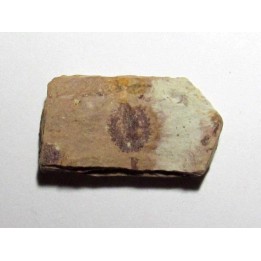 Phyllograptus Typus (2)