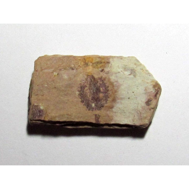 Phyllograptus Typus (2)