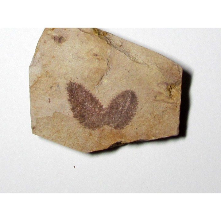 Phyllograptus Typus (4)