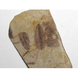 Phyllograptus Typus (5)