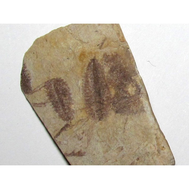 Phyllograptus Typus (5)