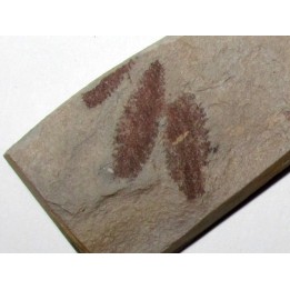 Phyllograptus Typus (6)