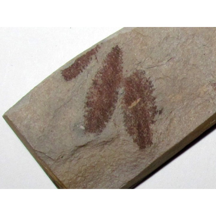 Phyllograptus Typus (6)