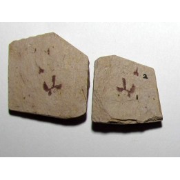 Tetragraptus Serra - Isograptus Caduceus (1)