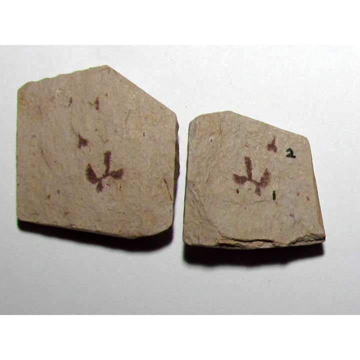 Tetragraptus Serra - Isograptus Caduceus (1)
