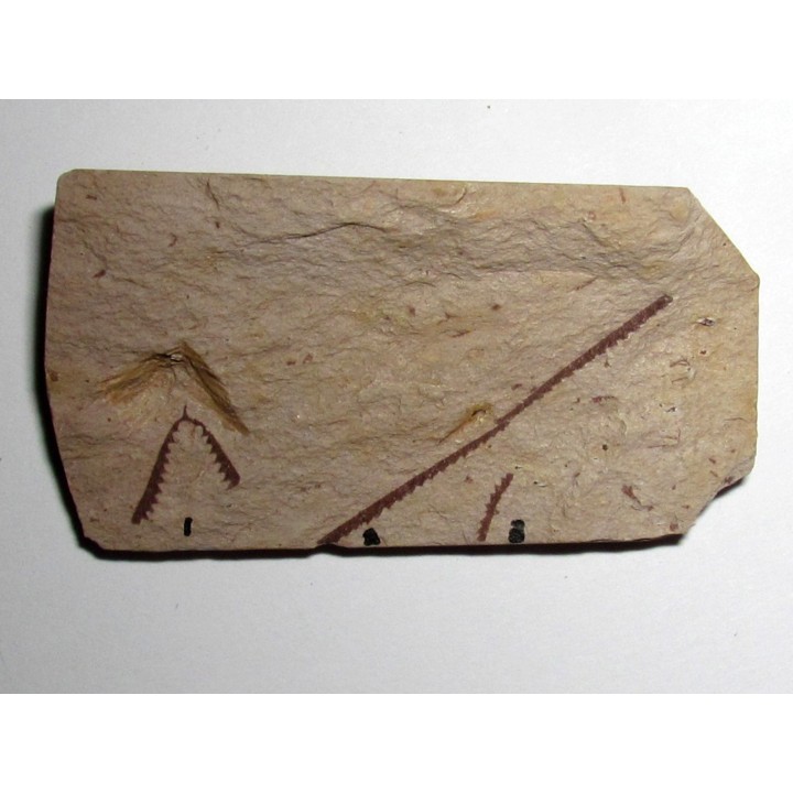 Didymograptus Protobifidus - D. Extensus // D. Abnormis (1)