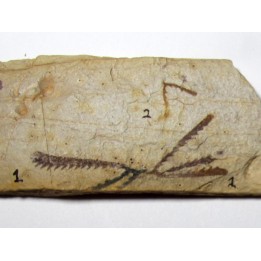 Tetragraptus Fruticosus - Didymograptus Protobifidus (1)