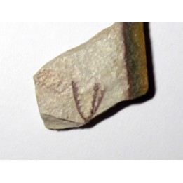 Tetragraptus Fruticosus (1)