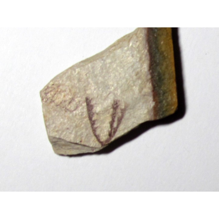 Tetragraptus Fruticosus (1)