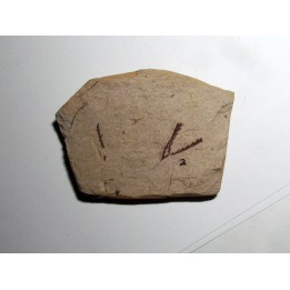 Didymograptus Abnormis - Tetragraptus Fruticosus (1)