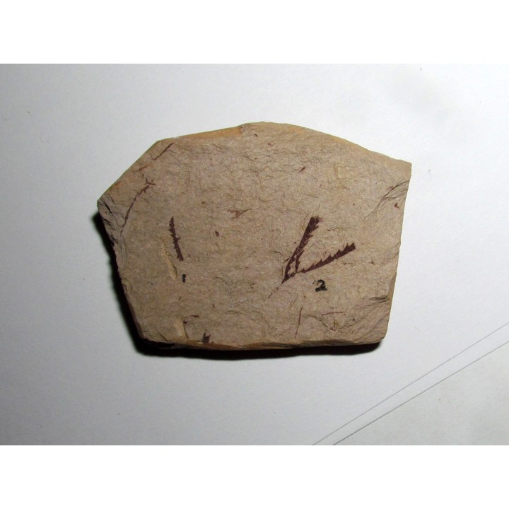 Didymograptus Abnormis - Tetragraptus Fruticosus (1)