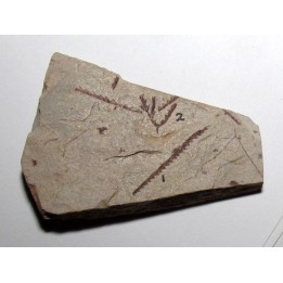 Didymograptus Abnormis - Tetragraptus Fruticosus (2)