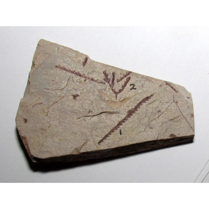 Didymograptus Abnormis - Tetragraptus Fruticosus (2)