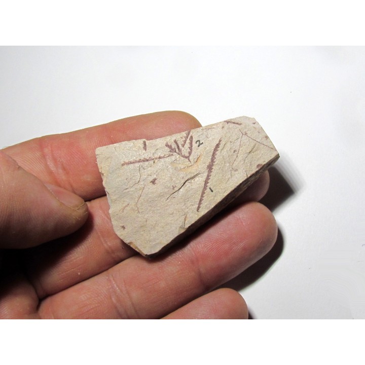 Didymograptus Abnormis - Tetragraptus Fruticosus (2)