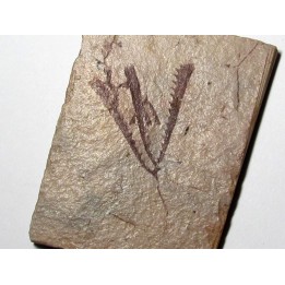 Tetragraptus Fruticosus (2)