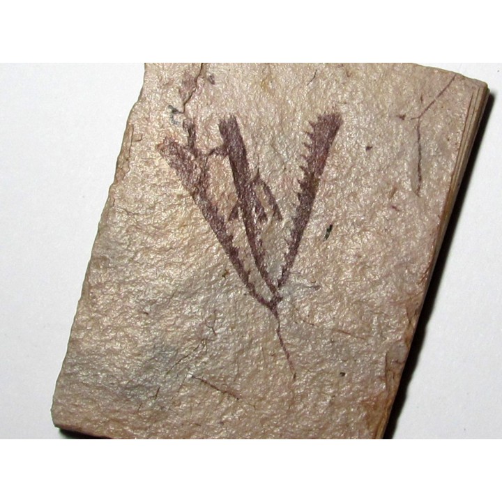 Tetragraptus Fruticosus (2)