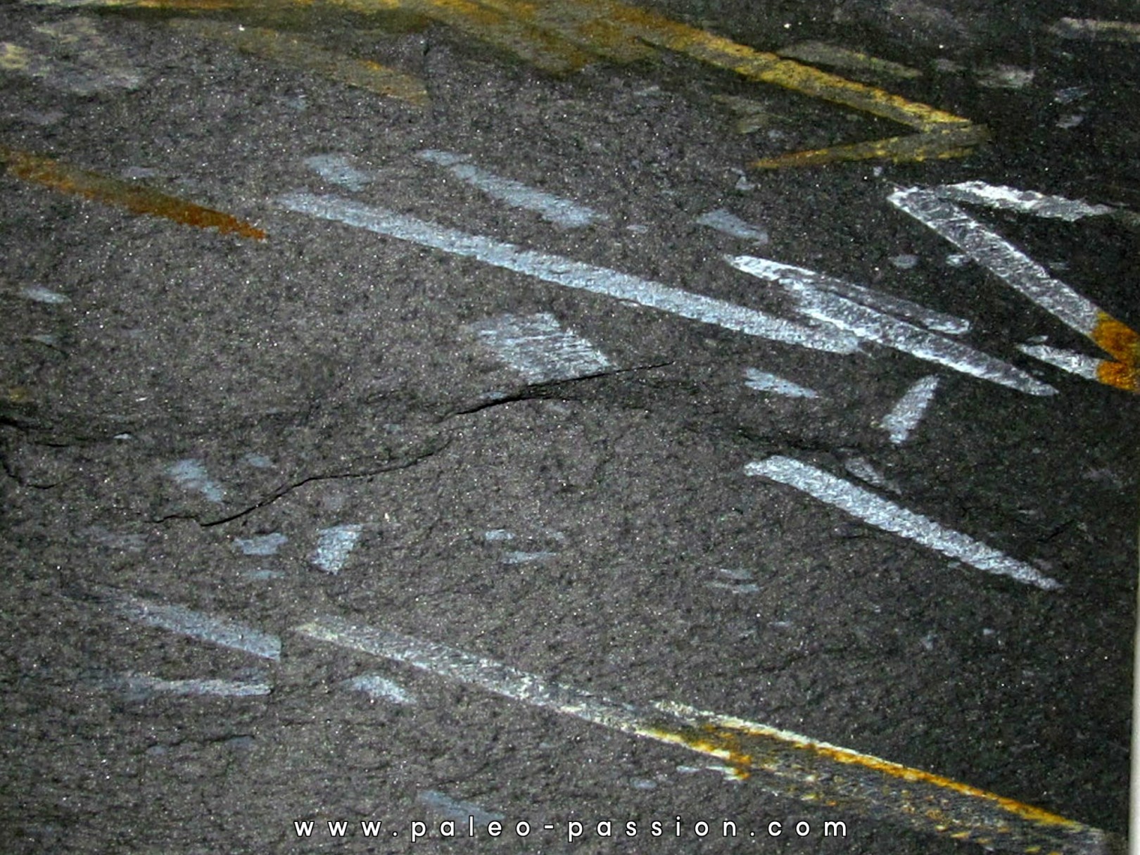 GRAPTOLITES didymograptus (2)