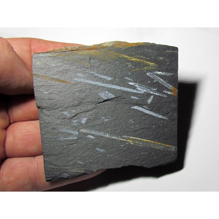 GRAPTOLITES  didymograptus (2)