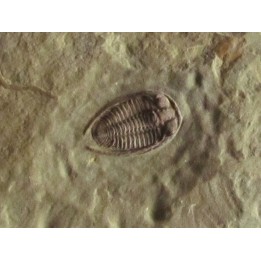 parabathycheilus cf. gallicus (2)