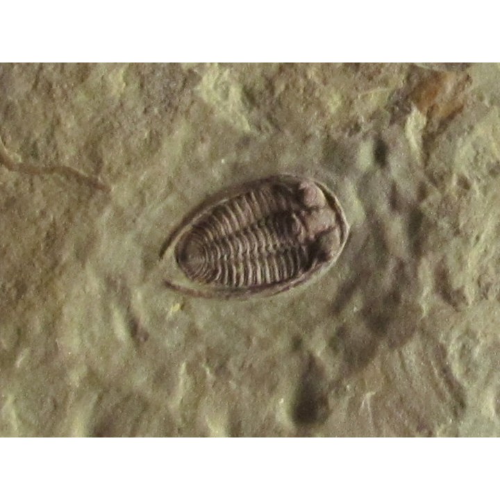 parabathycheilus cf. gallicus (2)