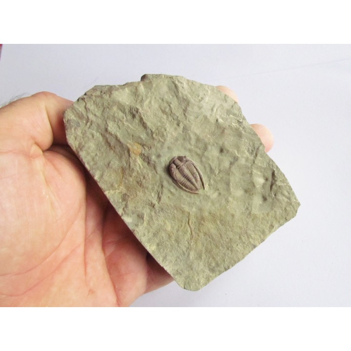 parabathycheilus cf. gallicus (2)