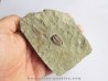 parabathycheilus cf. gallicus (2)