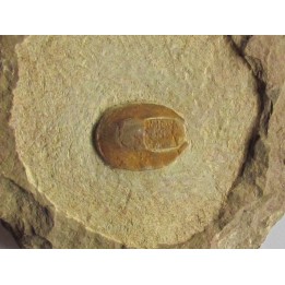 eoharpes nov. sp.