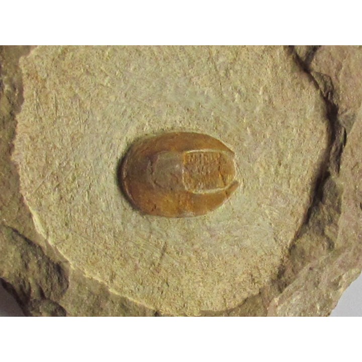 eoharpes nov. sp.