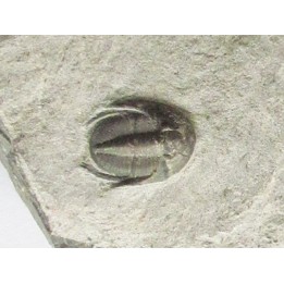 Koneprusites sp.  (1)