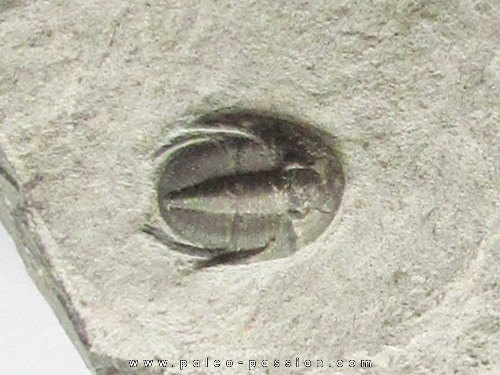 Koneprusites sp. (1)