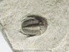 Koneprusites sp. (1)